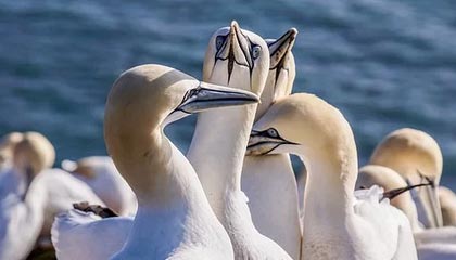 高拉特妻子回怼黑粉：我丈夫根本不用证明自己