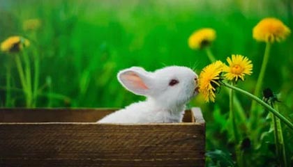 开云电竞-【集锦】河南0-1泰山，王国明出击失误，瓦科吊门得手